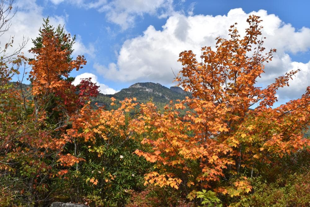 Beacon Heights 2016 Beacon Heights 2016