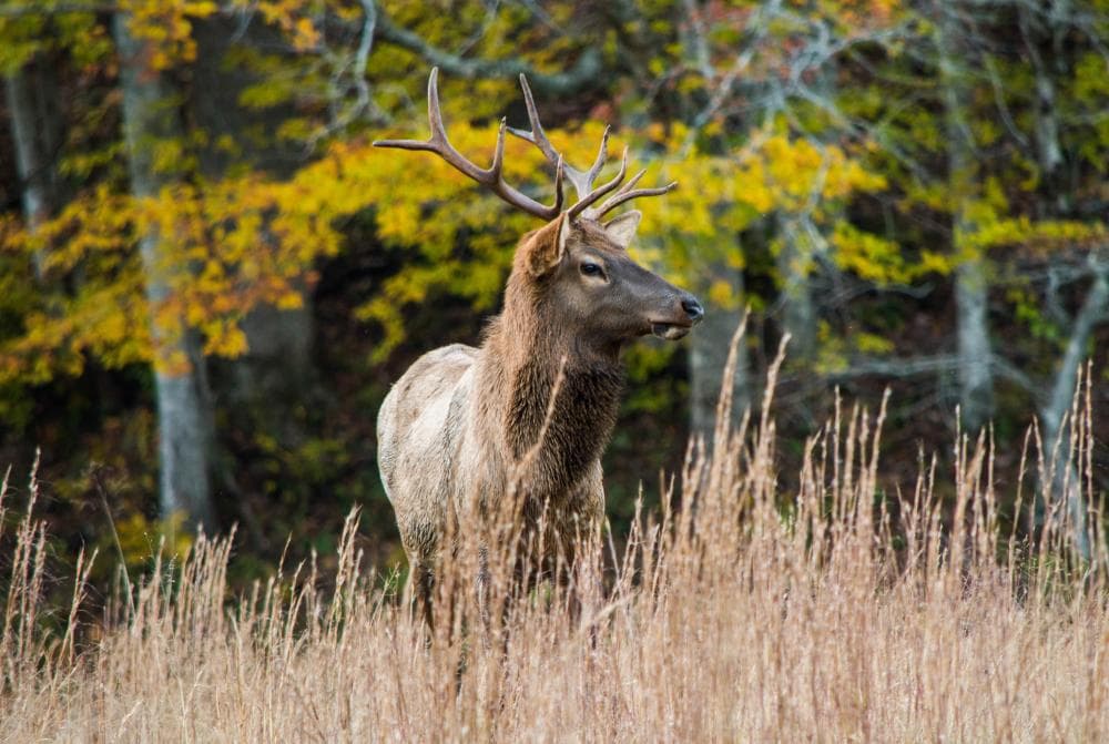 Elk Cataloochee in Fall 2017 Elk Cataloochee in Fall 2017