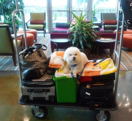 Pet Friendly Hotels: Indigo Pet Friendly Hotels: Indigo