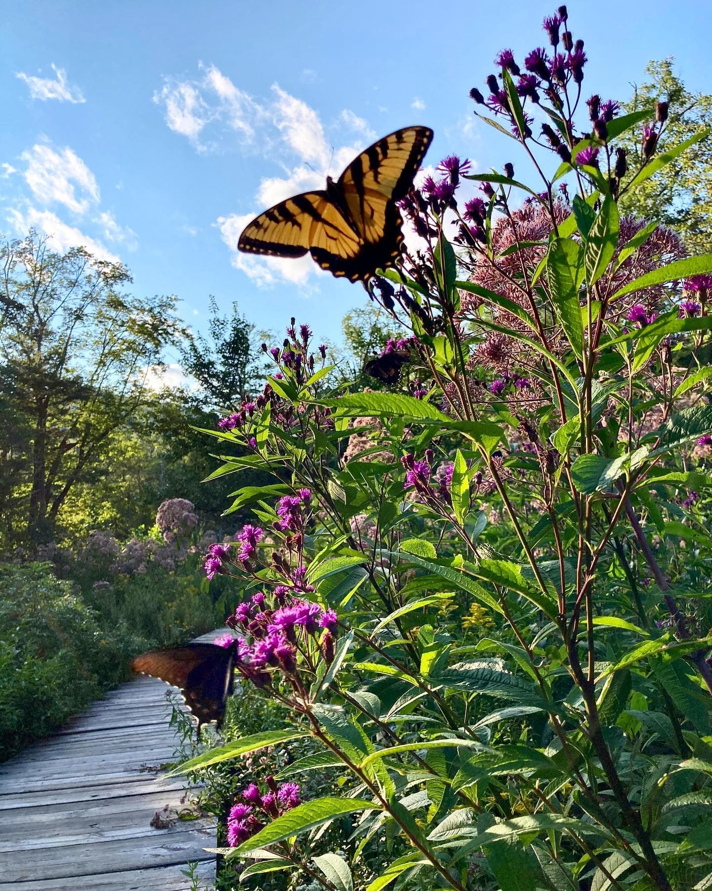 Pink Beds Hike Pink Beds Hike
