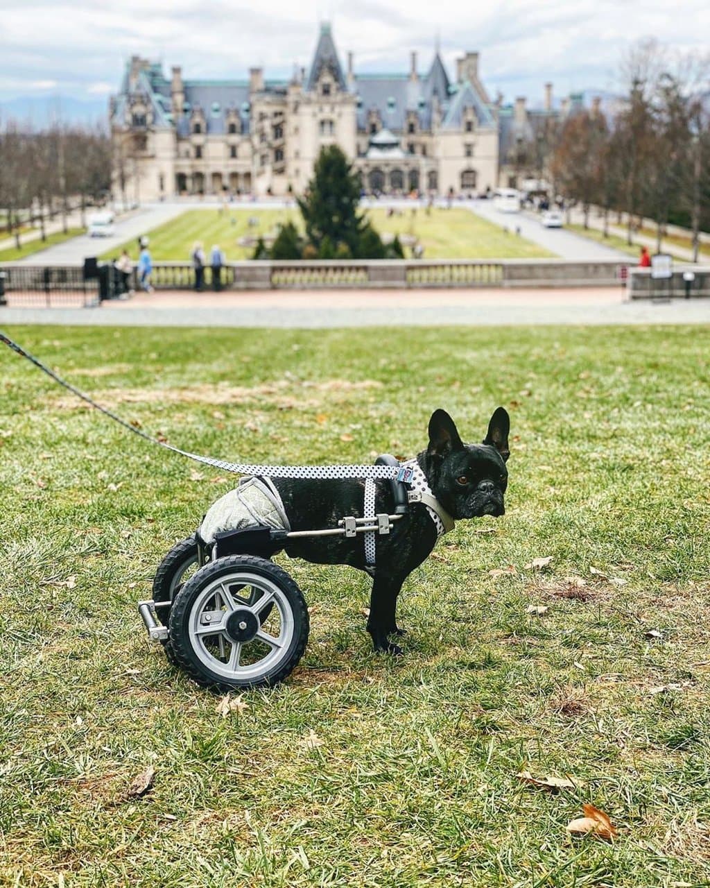 Dog at Biltmore Estate Dog at Biltmore Estate